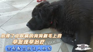 给得了皮肤病的狗狗剃毛上药，早发现早治疗，全程配合的让人心安   －Dog rescue in China -20210711