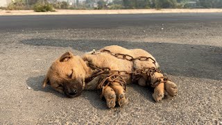 Efforts to save a puppy stuck in a large chain on the road, the result touched millions of hearts❤️