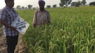 Hybrid Rice : Signet Buland (Signet-5050) at Sukhde Singh Farm,Village Bareh, Tehsil Budhlad,Mansa