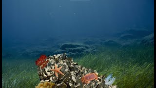 Flat oyster reef restoration in offshore wind farms