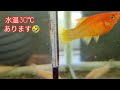 金魚水槽 　 金魚飼育 　水槽の水温上昇夏に向ってできる事は…夏の暑さは人間も金魚も苦手ですね…　