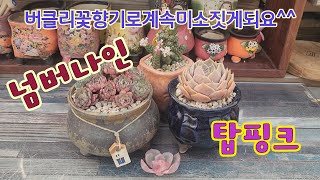 250204 넘버나인,탑핑크~꽃향기맡으며기분좋은분갈이해요♡ #succulent #다육이 #たにくしょくぶつ #다육식물 #다육이분갈이 #多肉植物 #garden