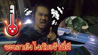 ระวังให้ดีใครเลี้ยงปลาหางนกยูงปลาสวยงาม : บ้านสวนวาสนาดี EP.119