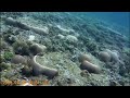 🏖石垣島でシュノーケリング🐠ウミヘビと格闘❗️