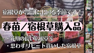 《3月が買い時！開花が待ち遠しい♪春苗宿根草購入品》強健／花期の長い宿根草等／種で更新できる一年草／シェードガーデン向け宿根草