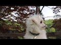 生後４ヶ月の子犬ペキニーズを初めて散歩させました【ムーチョ】 pekingese