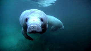 Why Manatees Are Disappearing - Inside the Fight to Save Them