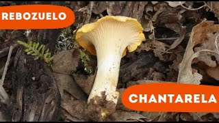 Yellow Chanterelle: An Exquisite Mushroom with a Unique Flavor - Cantharellus cibarius