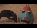 funny pigs hd funny pets