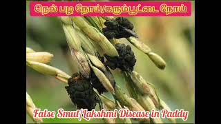 நெல் பழ நோய்/Lakshmi disease /false smut#paddy#diseases  @plantprotectionppvijay985