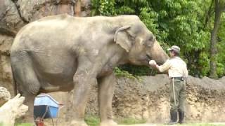 天王寺動物園のゾウ、ラニー博子さん　そのキャベツどうしてもイヤ　20170517