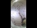 redback spiderlings 5