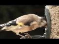 goldfinches feeding in my garden