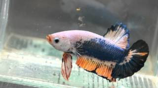 Paitune Betta DSC 003 May 5/5 2015 Young Giant Fancy HMPK Male