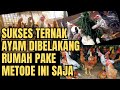 WAJIB DI TIRU KALAU INGIN SEHAT ANAK AYAM ANDA TERAPKAN METODE INI || TERNAK AYAM