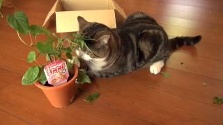 またたびの木とまる。-Silver vine tree and Maru.-