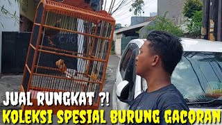 SADIS BRO ?! BURUNG GACORAN, BUKA SAYAP & KONSLET ANTI STRESS GAK PAKE LAMA