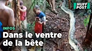 Une femme indonésienne retrouvée dans l’estomac d’un python au lendemain de sa disparition