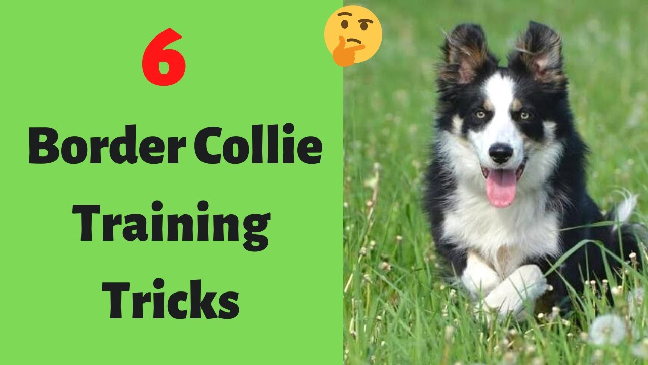 How To Train A Border Collie? 6 Border Collie Tricks And Commands - YouTube