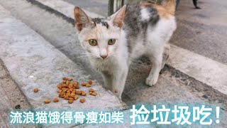 流浪猫饿的骨瘦如柴，在垃圾桶捡垃圾吃，看见小伙主动上去讨食