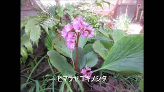 貸別荘さくら草の草花　2019 年11月~2020年 2月