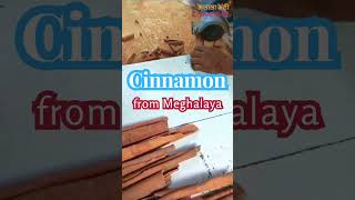 Machine Cut Himalayan Cinnamon Cassia