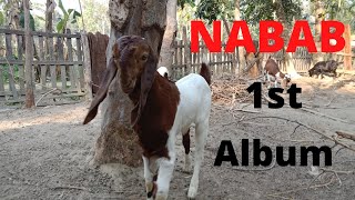 "Nabab" cute baby goat Album. Cutest baby goats compliation. preaching sound.the golden goat.kids.