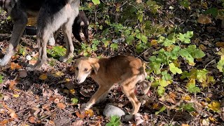 Dogs abandoned in the woods are very hungry.