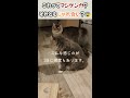 これってどっちですか？😓うちのサイベリアン猫姉弟のじゃれ方が本気なのかどうか...【サイベリアンのラフィ】 shorts