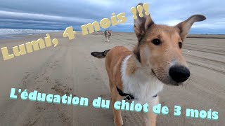 VLOG 2 Lumi 4 mois : L'éducation d'un chiot de 3 à 4 mois