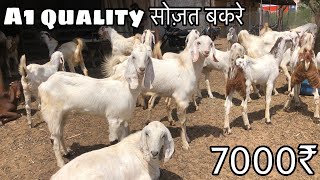 7000@How to start goat/farming |(@India's largest goat farming)@mataranigoatfarm5399 #sojatbakre