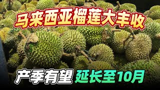 马来西亚榴莲大丰收，产季有望延长至10月！