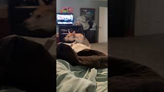 Just What Nala Does When I M Sick