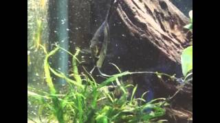 エンゼルさん　子育て9【エンゼルフィッシュ　Pterophyllum