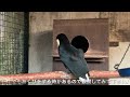 オニオオハシの大きなあくびと可愛い寝顔が撮れました♫ toco toucan yawning and cute sleeping face.