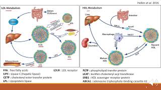 Drugs used in Dyslipidemia - ឱសថប្រើសម្រាប់គ្រប់គ្រងជាតិខ្លាញ់ក្នុងឈាម