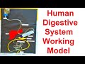 digestive system working model for science exhibition project  |  diy at home | CraftPiller