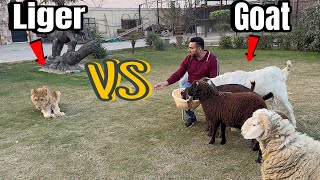 Goats ko Liger (Lion) Ka Sath Garden Mai Chor Diya 🦁🐐😱😱