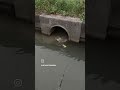 😲😲 fishing fish fishingvideo