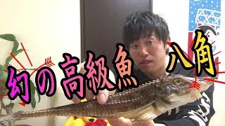 【北海道】幻の高級魚八角！捌いて刺身で食べる１０９