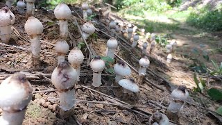 🍄สมกับการรอคอยโพนนี้ดอกสวยมากสาวรุ่งกับน้องนิลขุดกันจนเพลิน🍄28/3/2565🍄