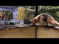 ミナミコアリクイのイチ君♫警察犬ばりの嗅覚で探しものをする！？ the anteater ichi looks for something like a police dog