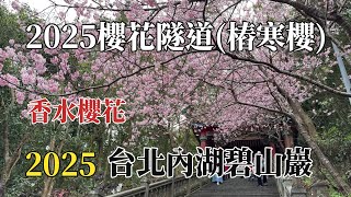 台北內湖碧山巖｜2025櫻花隧道樁寒櫻 @ H Y