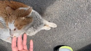 [길냥이 관찰일기]길냥이 노랑이에게 말을 걸어보았습니다.(I tried to talk to streetcat)