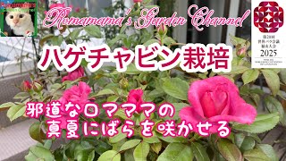 【7月のバラ】真夏にバラを咲かせる邪道な栽培法　#ばら　#青薔薇