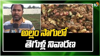 అల్లం సాగులో తెగుళ్ల నివారణ | Prevention of Pests in Ginger Cultivation | Matti Manishi | 10TV