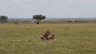 Lion refused by the lioness