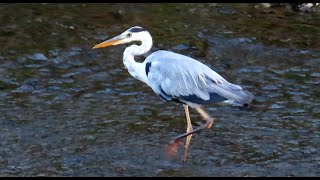 アオサギ１調布地区 2024 08 13 #アオサギ #野鳥 #birds #wildlife #nature #自然観察ぶらり散歩