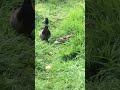 Two ducks !. April. 20. 2024. #nature #france #birds #duck #wildlife