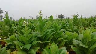 Tobacco crop in Prakasam District in good weather #farmer #tobbaco #cultivation